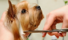 Frizerie Canina Timisoara
