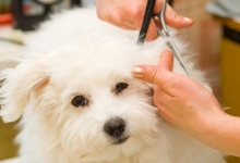 Cursuri Romania Timis Curs Frizerie Canina Timisoara
