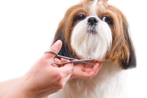 curs coafor canin timisoara